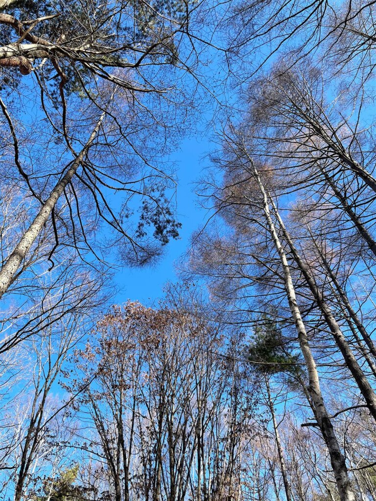 みずがき山森の農園キャンプ場の白樺の木